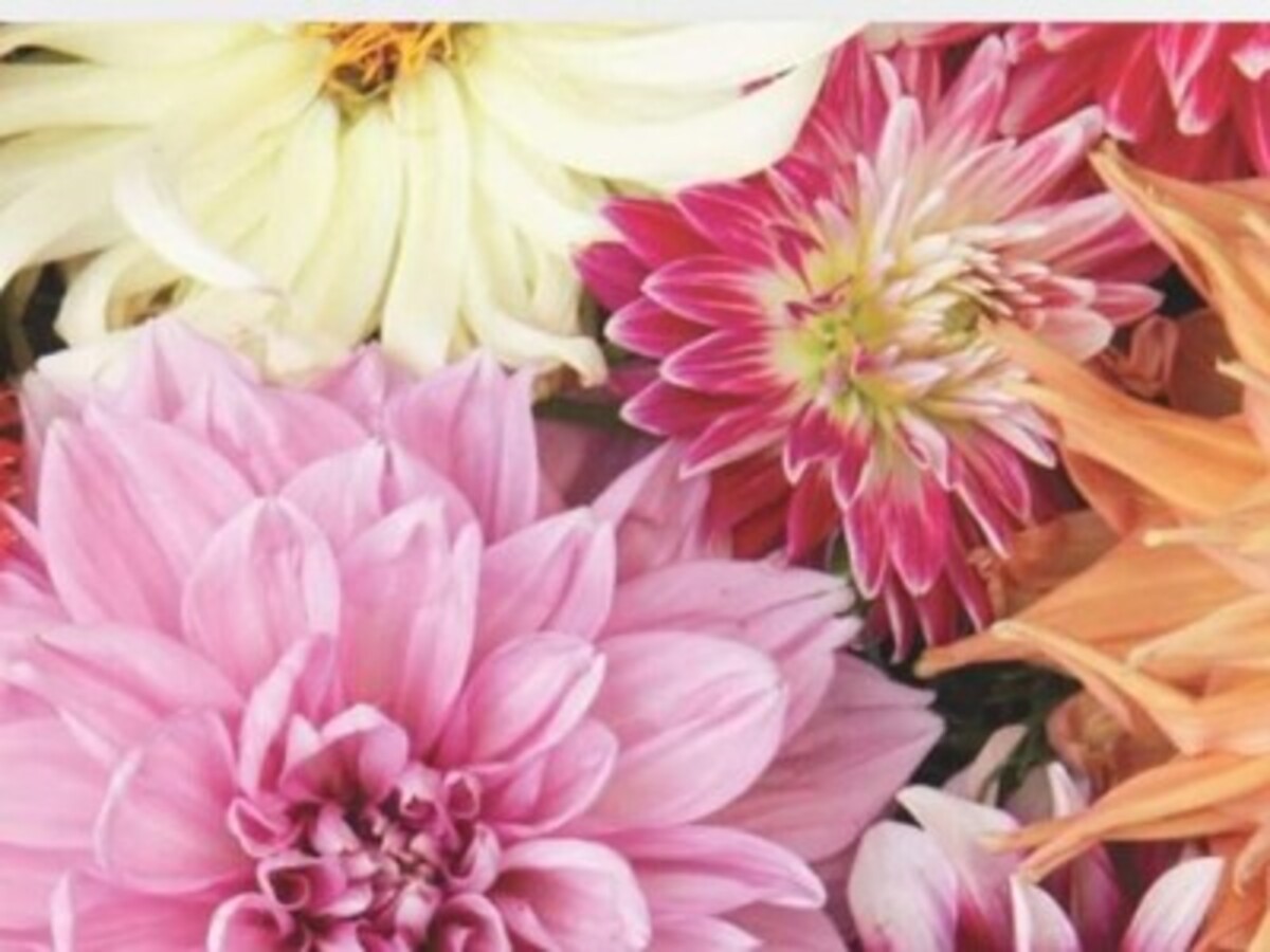 Roscoe Gardening Club roscoe-gardening-club