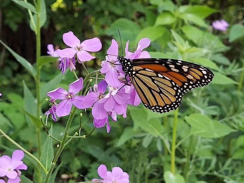 Invasive plants are invading again this spring