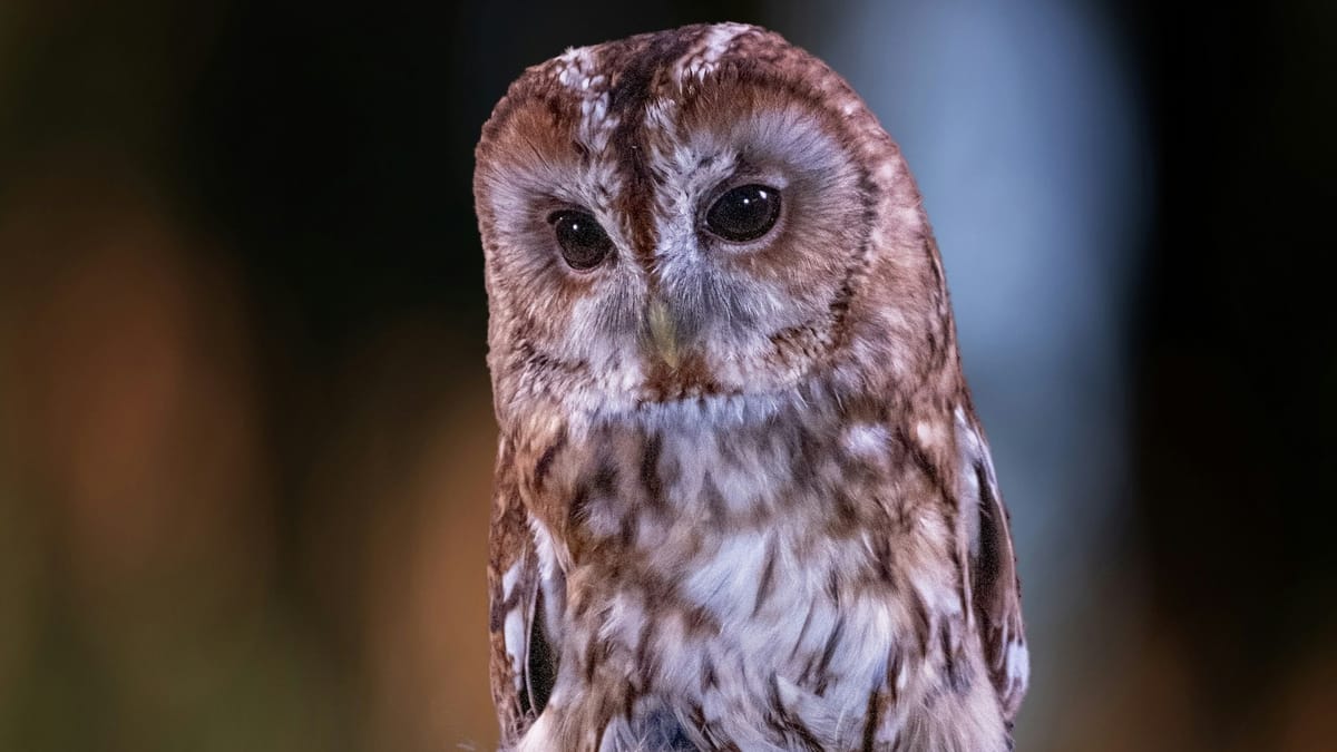 50 North, Senior Activity Event: Raptors Presentation