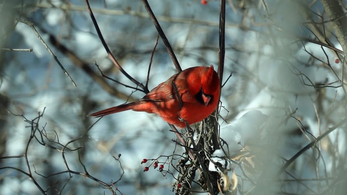 Rockton-Roscoe News: Friday, Dec. 19, 2025