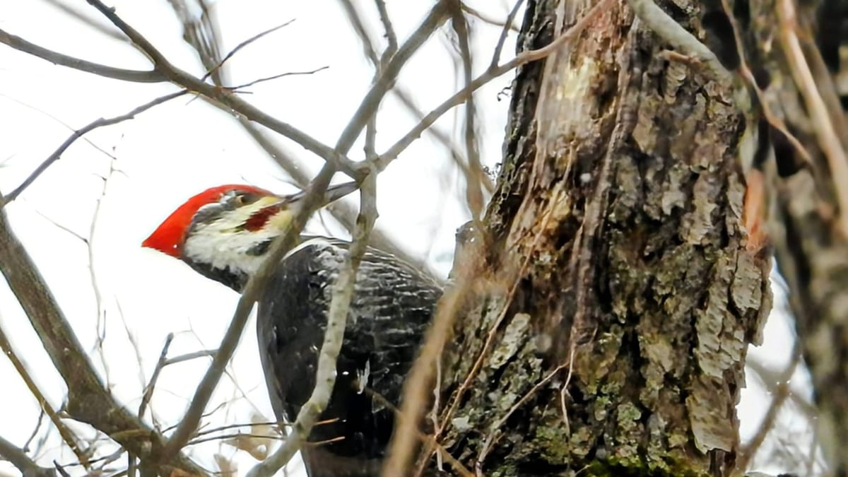 Rockton-Roscoe News: Thursday, Jan. 22, 2026