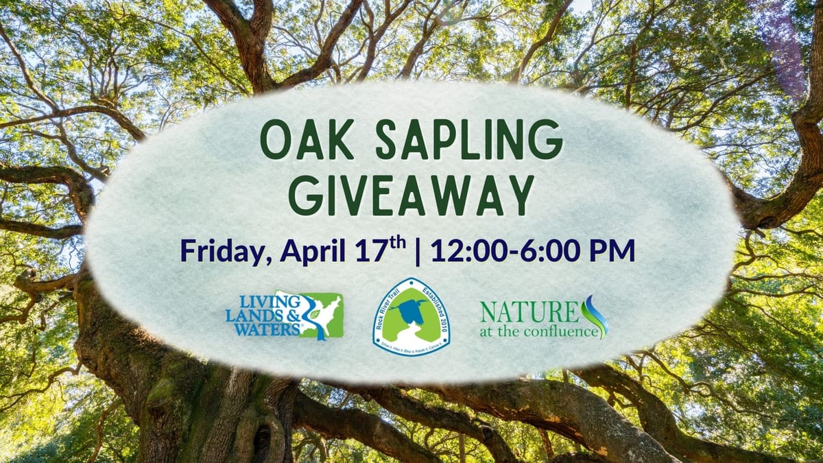 Oak Sapling Giveaway
