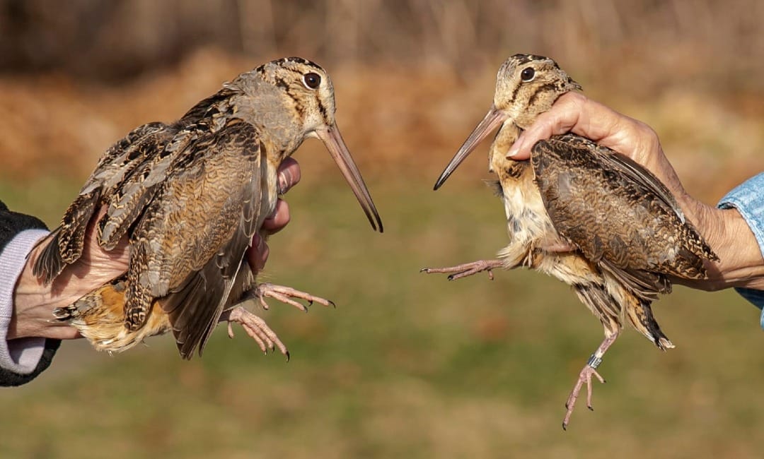 Rockton-Roscoe News: Monday, Mar. 16, 2026