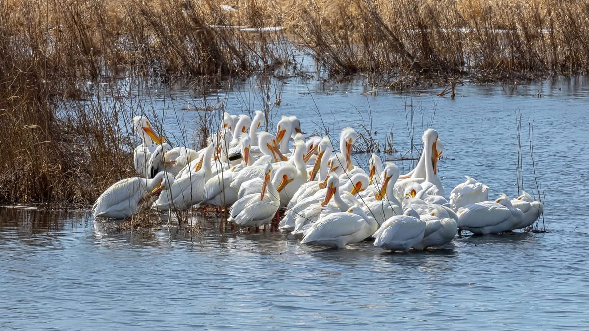 Rockton-Roscoe News: Monday, Mar. 23, 2026