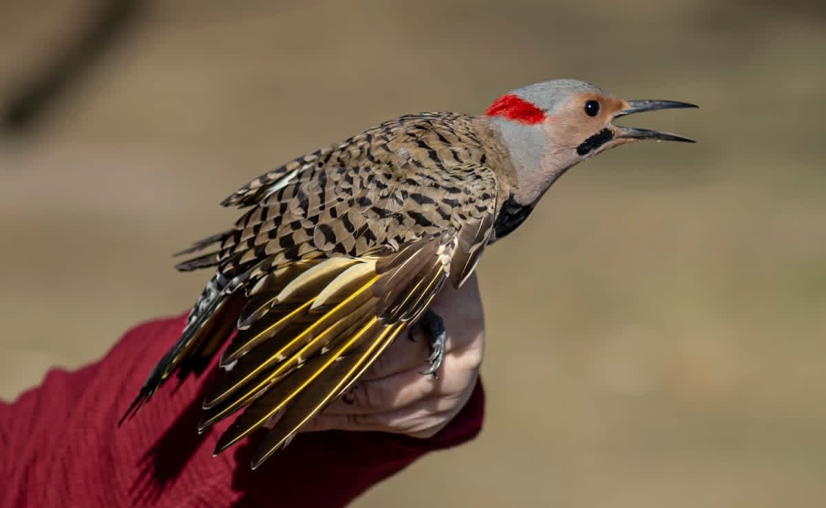 Rockton-Roscoe News: Saturday, Mar. 28, 2026