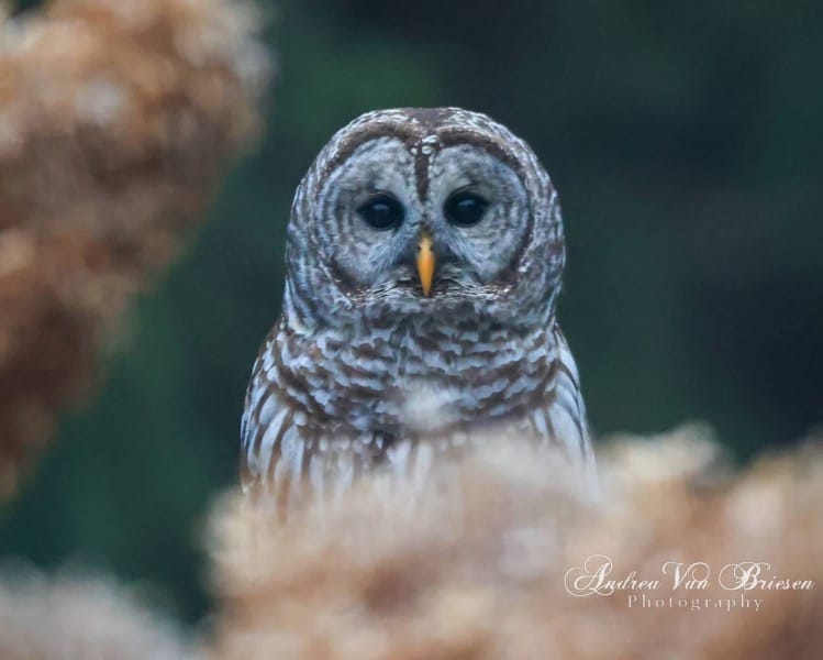 Rockton-Roscoe News: Wednesday, Apr. 1, 2026