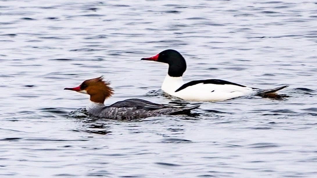 Rockton-Roscoe News: Monday, Apr. 6, 2026