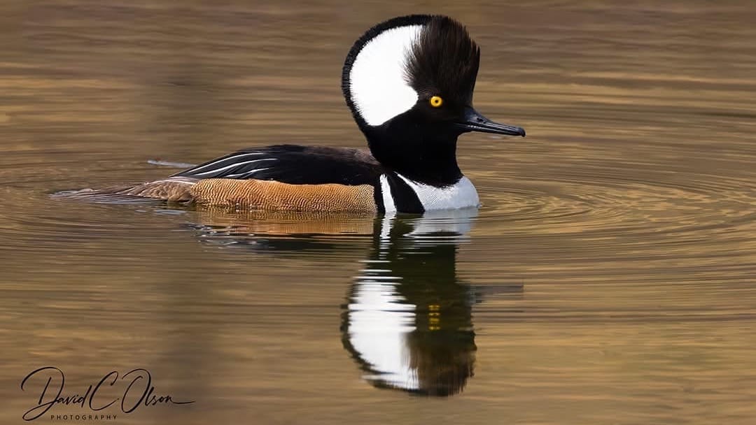 Rockton-Roscoe News: Friday, Apr. 24, 2026