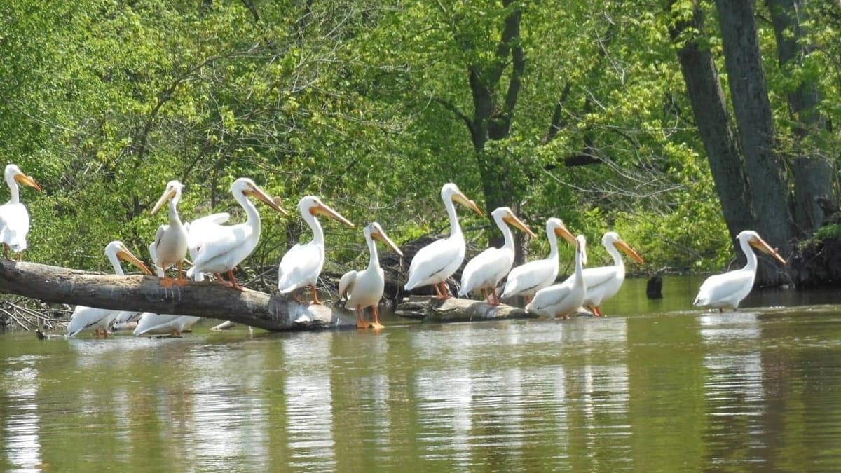 Rockton Pelican Fest returns Saturday May 16 with a full day of family fun, wildlife encounters, and downtown activities