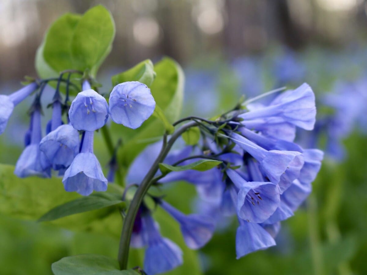 What's happening in the Stateline: Apr 28 - May 5