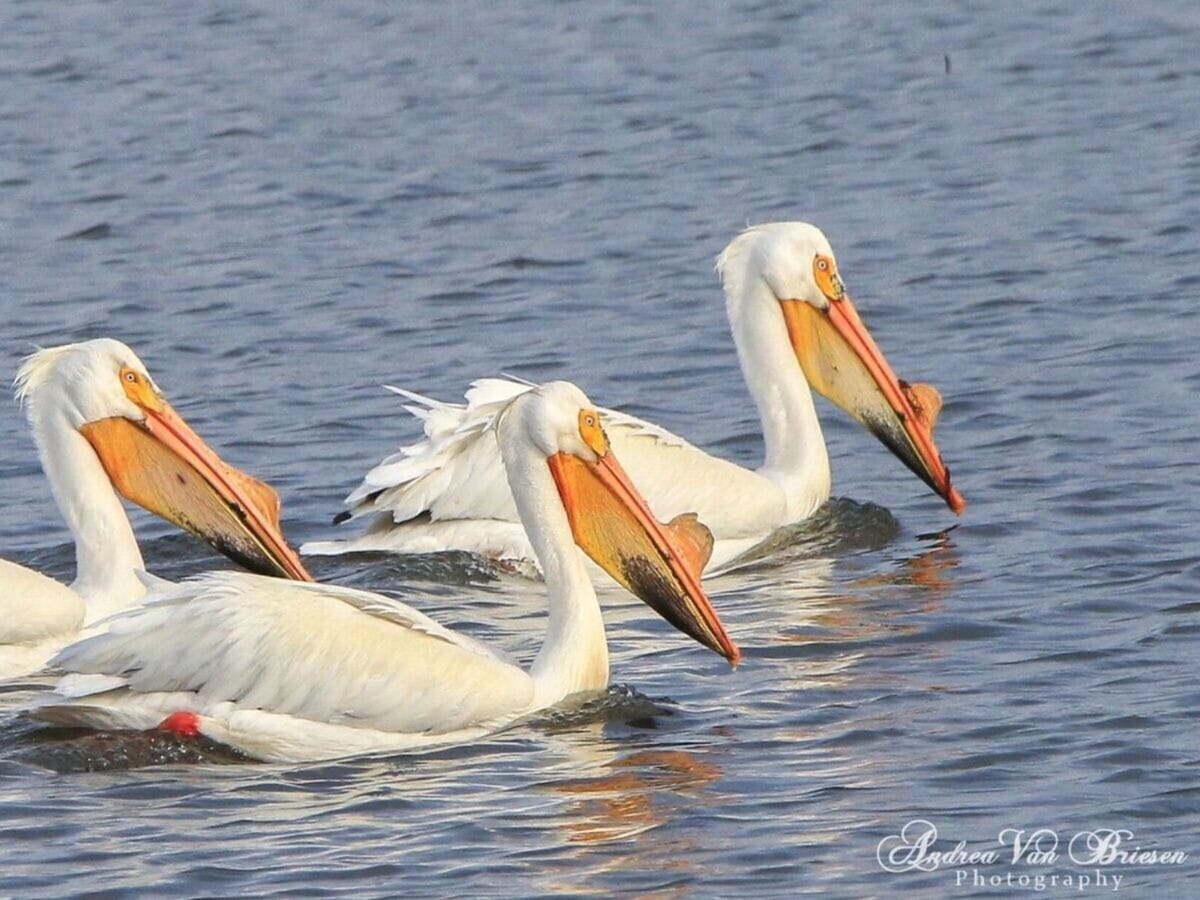 New at the third annual Rockton Pelican Fest
