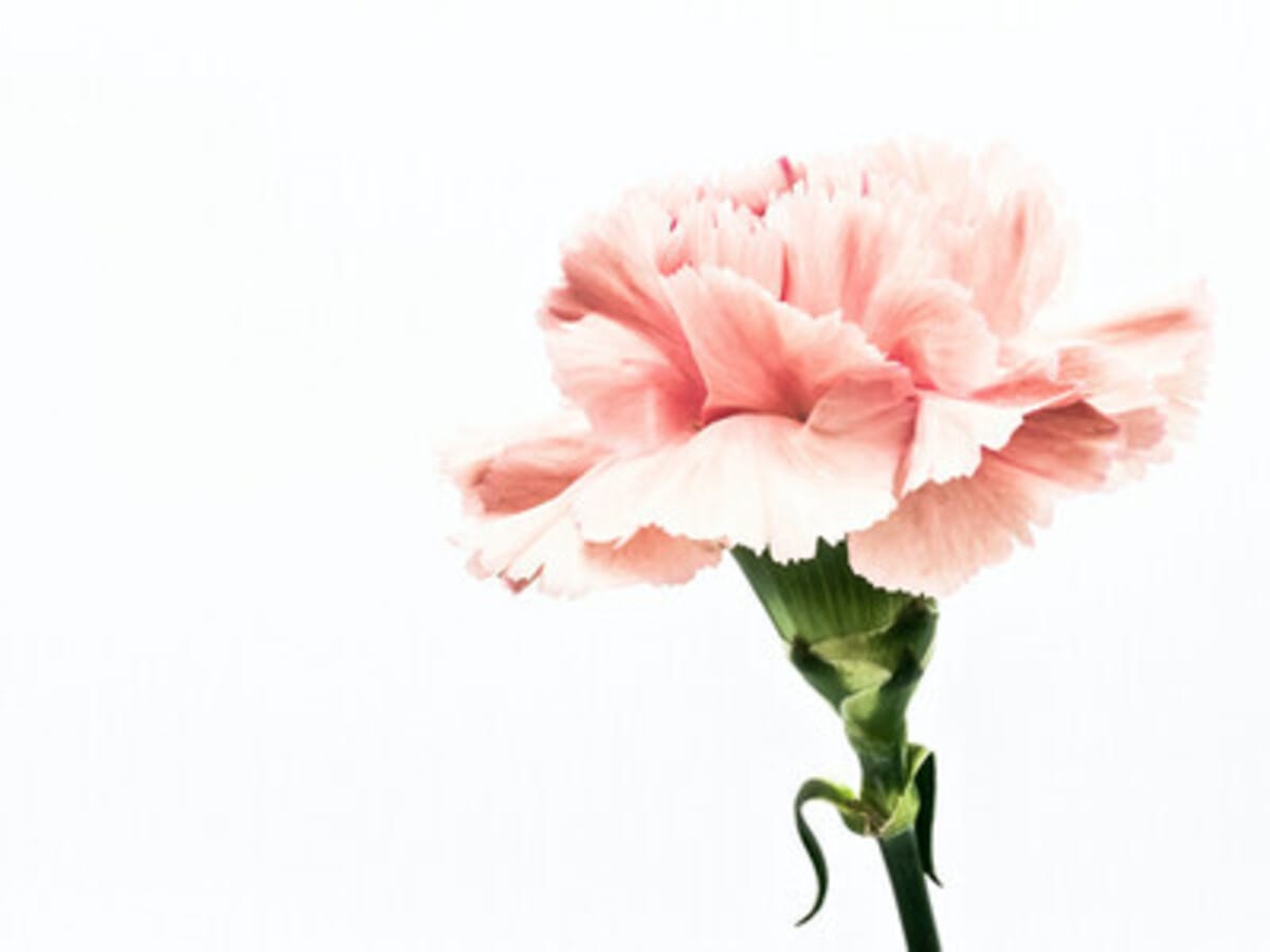Mother's Day