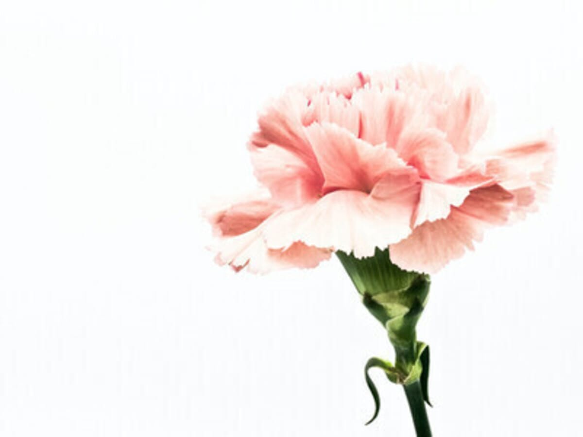 Mother's Day