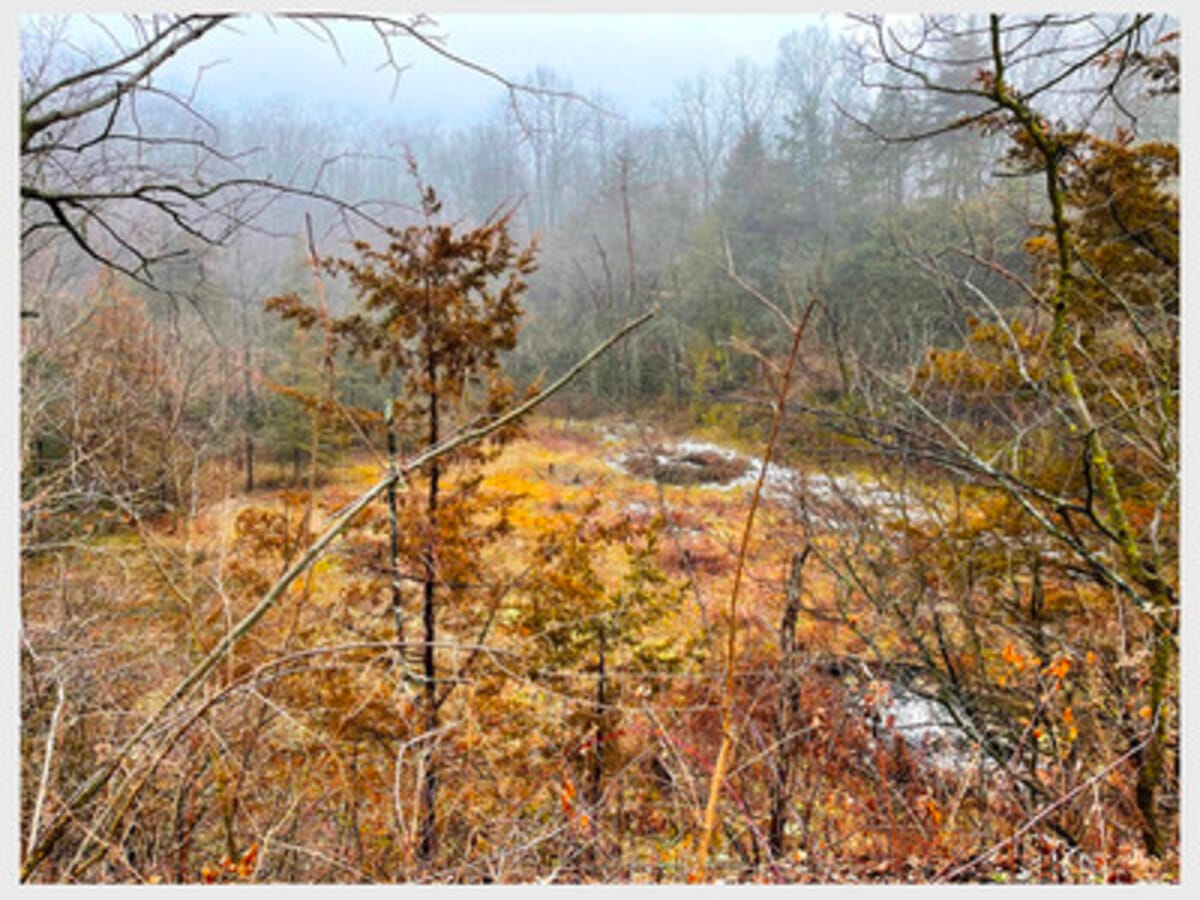 First Saturday Restoration Day at Keefer Nature Reserve