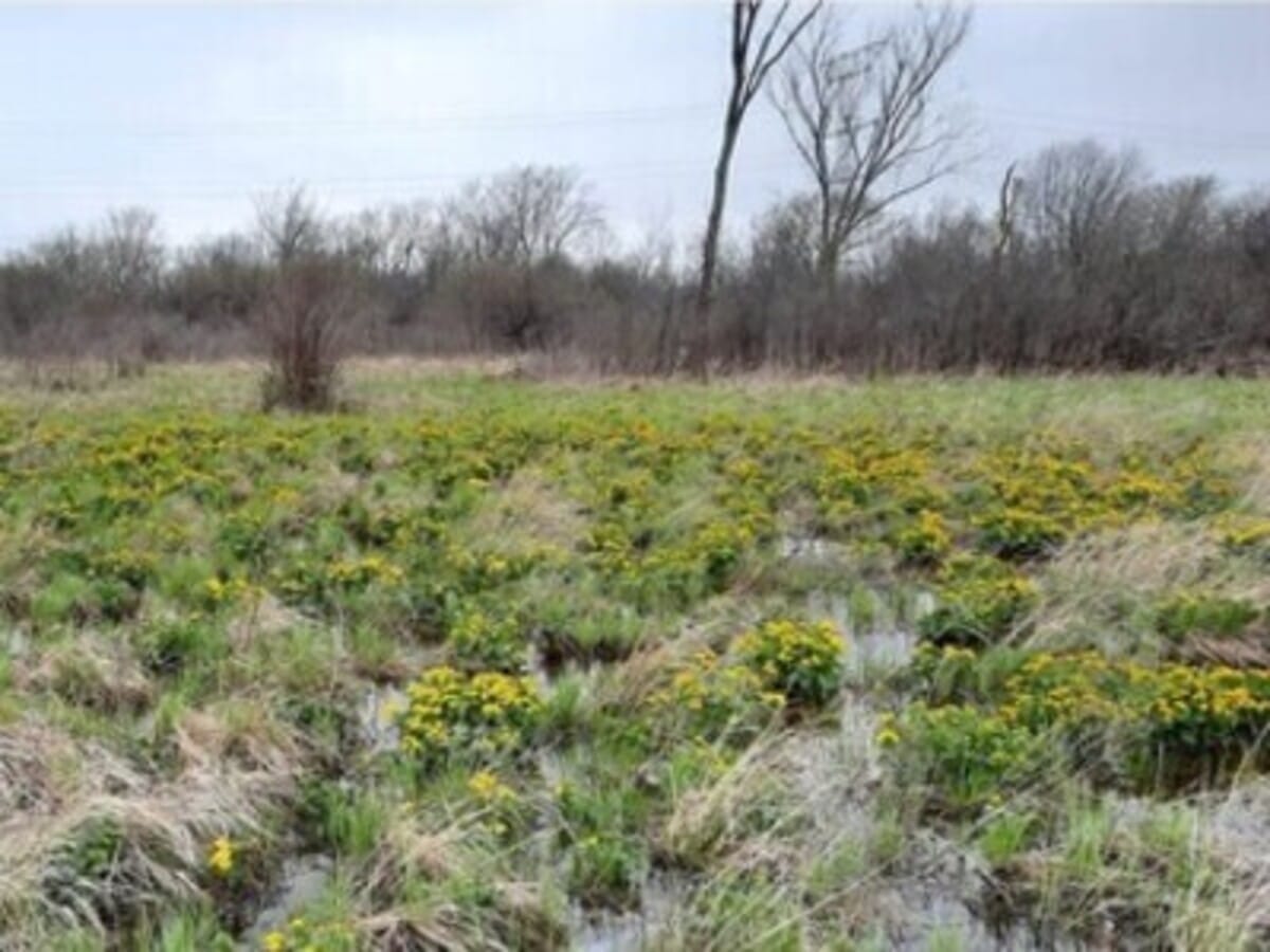 Every Thursday Stewardship Day at Lost Flora Fen