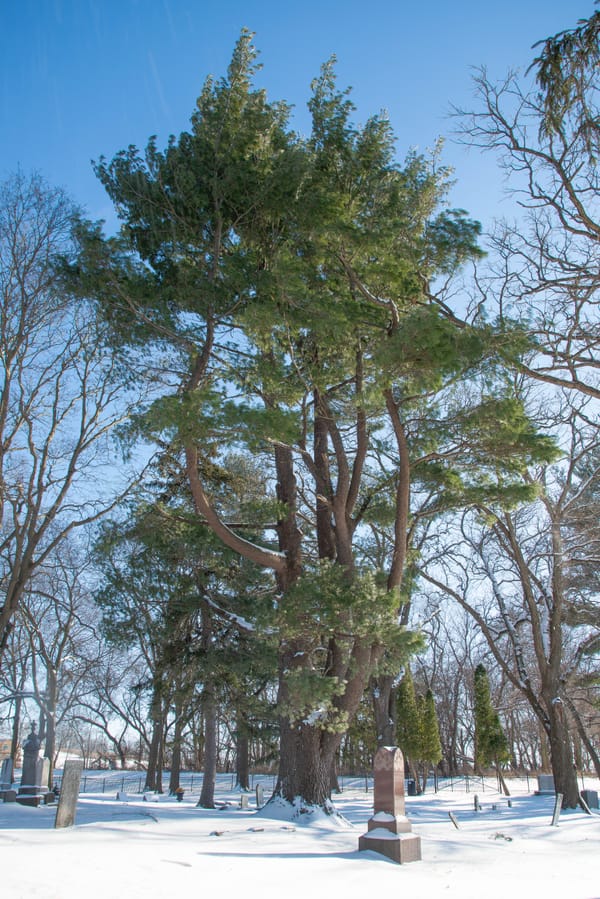 Eastern White Pine in Rockton's Phillips Cemetery may be Illinois' largest