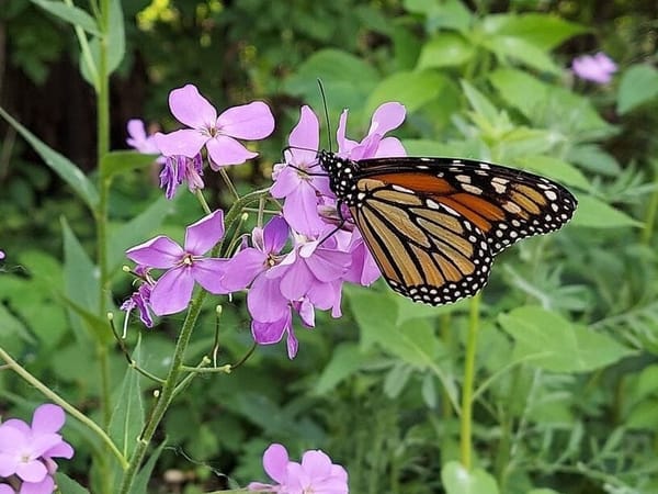 Invasive plants are invading again this spring