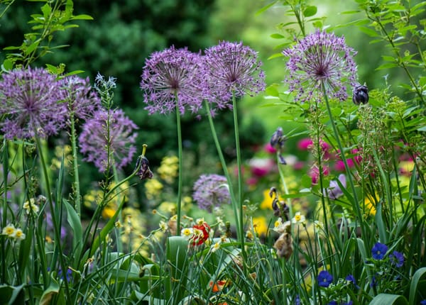 Gardening: 50 North, Senior Activity Event