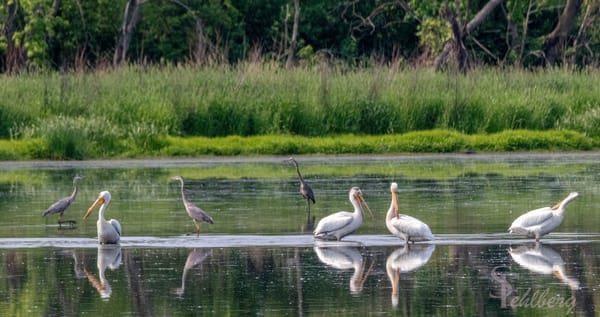 Rockton-Roscoe News: Thursday, June 26, 2025