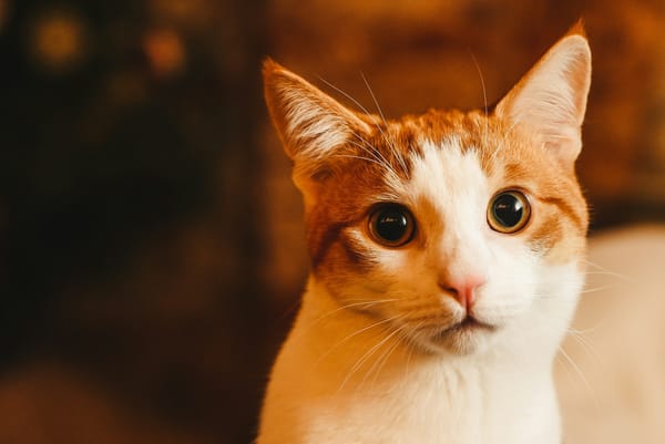 Strong spirits: ask your questions
