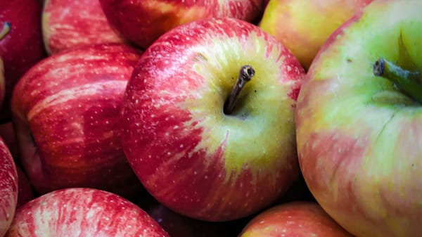 50 North, Senior Activity Event: Apples and insurance
