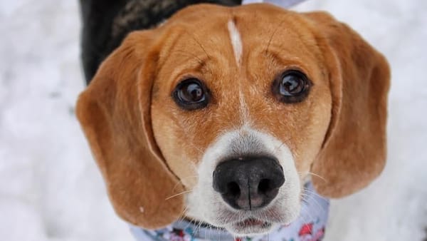 Rockton-Roscoe News: Thursday, Dec. 18, 2025