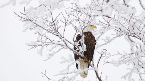 Rockton-Roscoe News: Sunday, Dec. 21, 2025