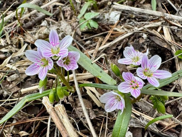 Rockton-Roscoe News: Saturday, Jan. 24, 2026