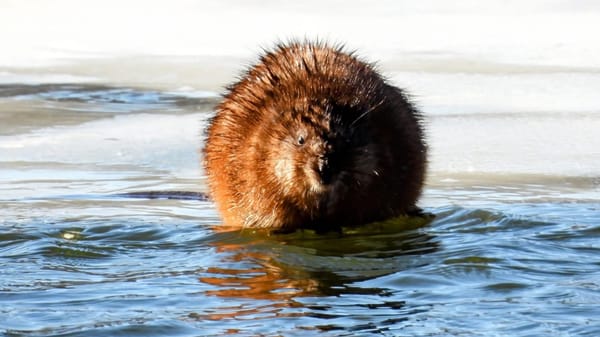 Rockton-Roscoe News: Wednesday, Jan. 28, 2025