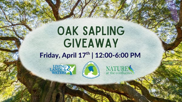 Oak Sapling Giveaway