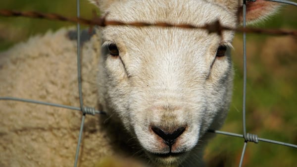 Strong spirits: stuck