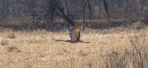 Rockton-Roscoe News: Thursday, Mar. 5, 2026