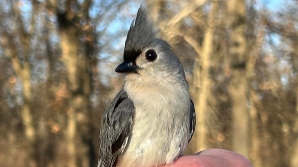 Rockton-Roscoe News: Saturday, Mar. 7, 2026