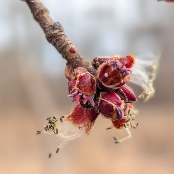 Rockton-Roscoe News: Friday, Mar. 27, 2026