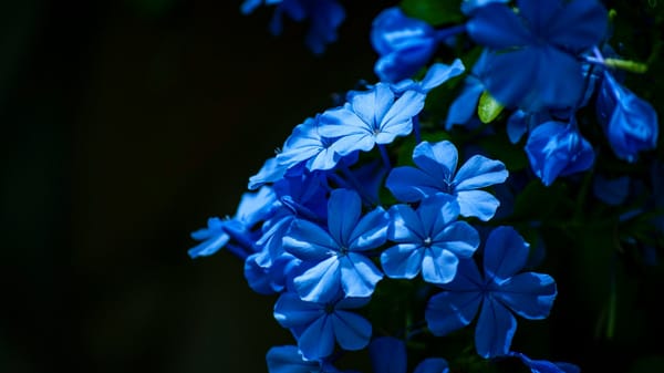 Strong spirits: paradox