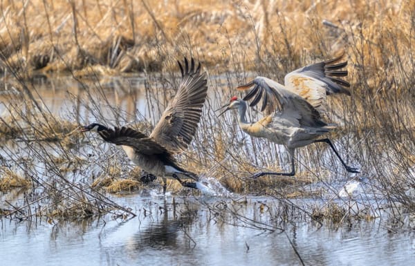 Rockton-Roscoe News: Sunday, Apr. 19, 2026