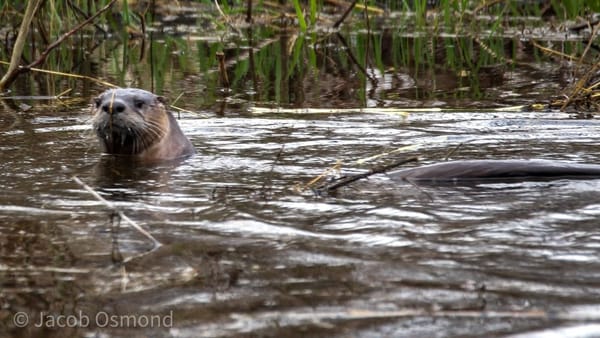 Rockton-Roscoe News: Monday, Apr. 13, 2026