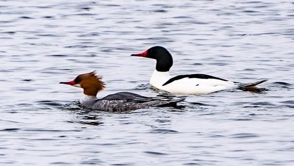 Rockton-Roscoe News: Monday, Apr. 6, 2026