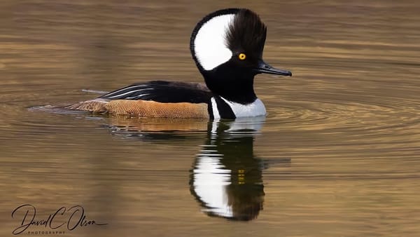 Rockton-Roscoe News: Friday, Apr. 24, 2026