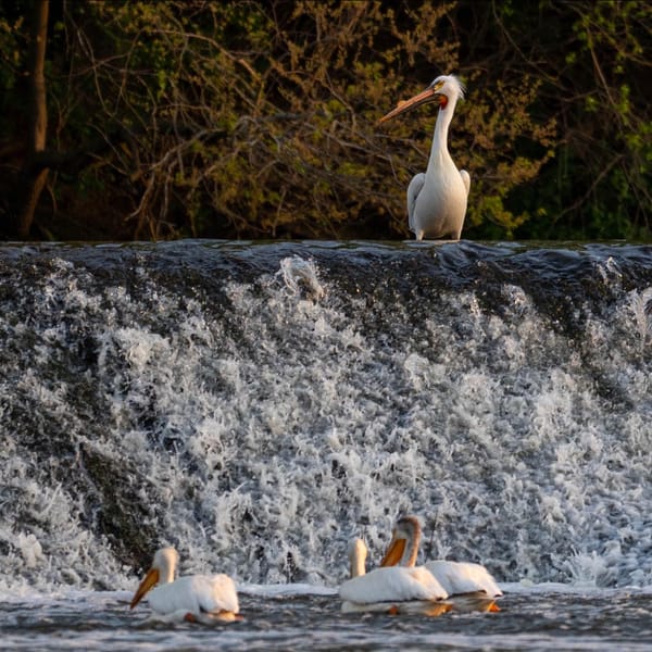Rockton Earns Bird City Status, Strengthening Its Conservation Efforts