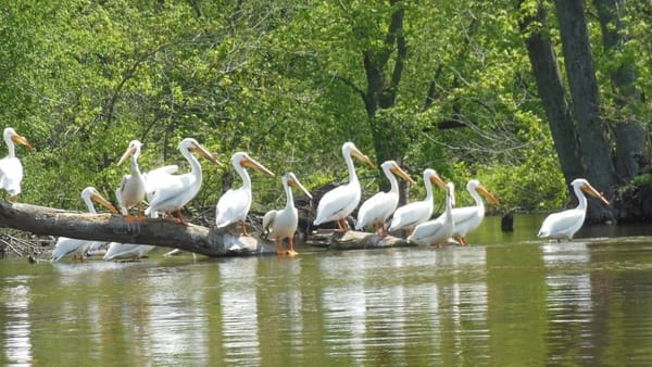 Rockton Pelican Fest returns Saturday May 16 with a full day of family fun, wildlife encounters, and downtown activities