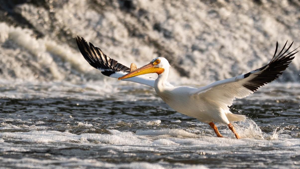 Rockton Earns Bird City Status, Strengthening Its Conservation Efforts