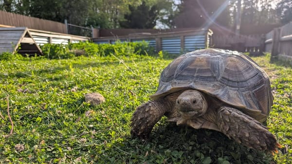 Rockton-Roscoe News: Sunday, June 14, 2026