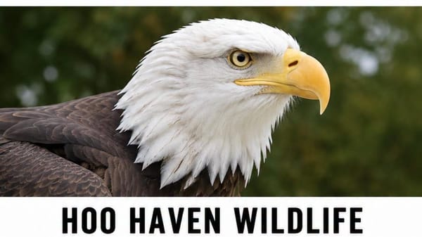 Hoo Haven Wildlife Live Birds of Prey