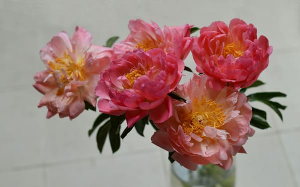 Strong spirits: extravagant love