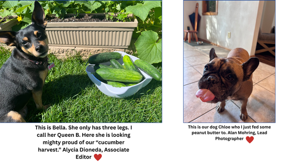 Celebrate National Dog Day with Your Four-Legged Friends Across Rockton, Roscoe & South Beloit