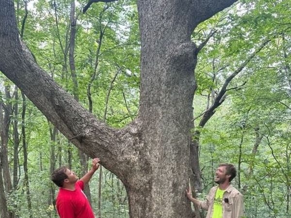 Rockton's Keefer Nature Reserve is home to NLI August Tree of the Month: a Chinkapin Oak