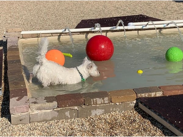 At Doggie Day Camp, dogs can get quality exercise while having fun