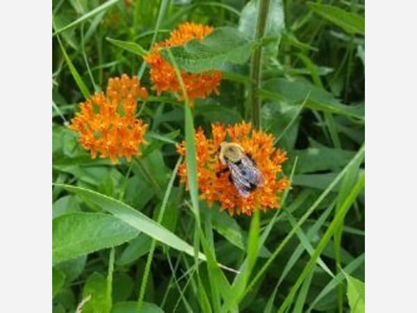 City Nature Challenge and Volunteer Work Day at Angelic Organics Learning Center