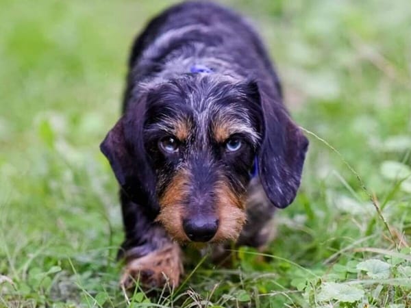 Dachshund Field Trials